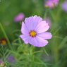 COSMOS 2012-2