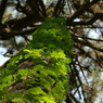 useing@