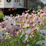 線路際のコスモス