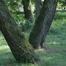 useing@