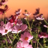 夕日・・・