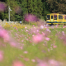 黄色い列車とコスモス