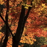 横谷温泉近くの紅葉