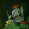 伊丹昆虫館　ツマベニチョウ