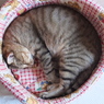 にゃんモナイト