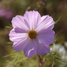 useing@