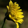 useing@