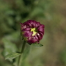 useing@