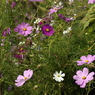 useing@