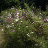 useing@