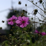 useing@