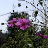 useing@