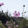 useing@