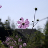 useing@