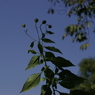 useing@