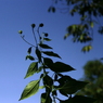 useing@