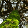 useing@
