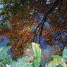 下を向いて紅葉が見える