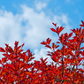 紅色を撮る