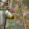 white eye