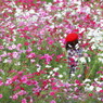 薄紅の記憶