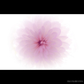 透明な花