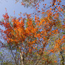 青空と紅葉