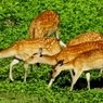 それ何？　「え？どれ？」