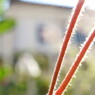 茎