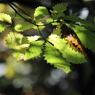 autumn color*