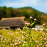 小川沿いの草花