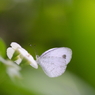 WHITE ANGEL