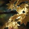 autumn color4