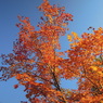 赤より紅く
