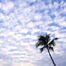 A DAY AT BINTAN ISLAND 5 其の四