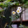 シュウメイギク