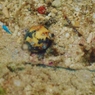 a fish!