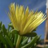 Mesembryanthemum Cephalophyllum　Lemon