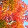 丸沼高原&紅葉1