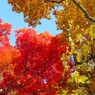 丸沼高原&紅葉3