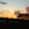 昭和記念公園の夕日3