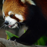 Red panda