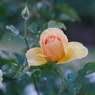 IMGP0769
