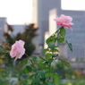 IMGP0792