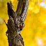カツラの木の下で　アカゲラ