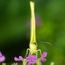 ん？！あっちの花の方が美味そうかも…