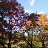 紅葉