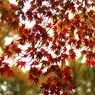 紅のシルエット