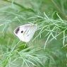 コスモスの葉で朝を迎える