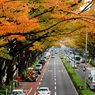 秋の表参道ヒルズと街並み　　ギャラリー用